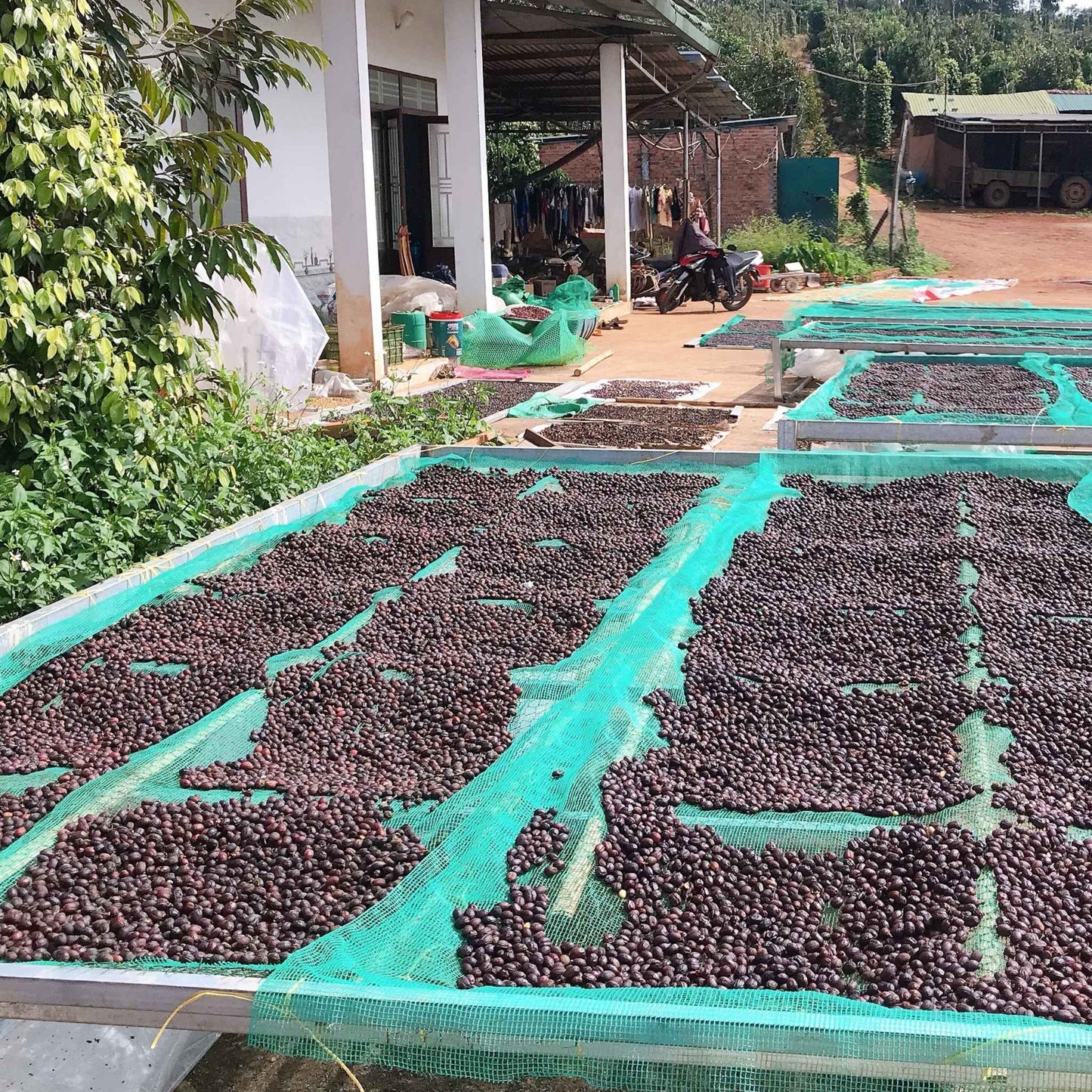 Arabica Dakbukso sơ chế khô - Dakbukso Coffee Roasters