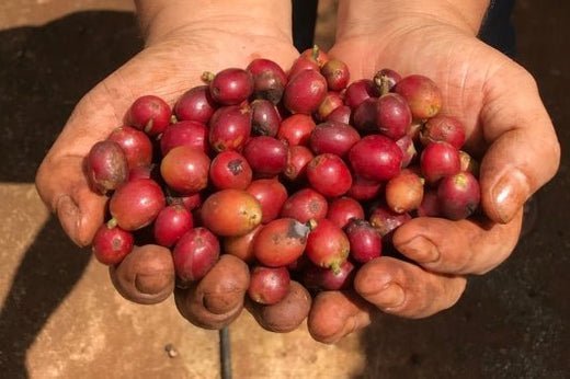 Cà Phê Nguyên Chất Là Gì? Tại Sao Bạn Nên Chọn Cà Phê Nguyên Chất? - Dakbukso Coffee Roasters