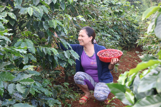 Cà Phê Sạch Dakbukso – Xu Hướng Lựa Chọn Của Người Tiêu Dùng Hiện Đại - Dakbukso Coffee Roasters