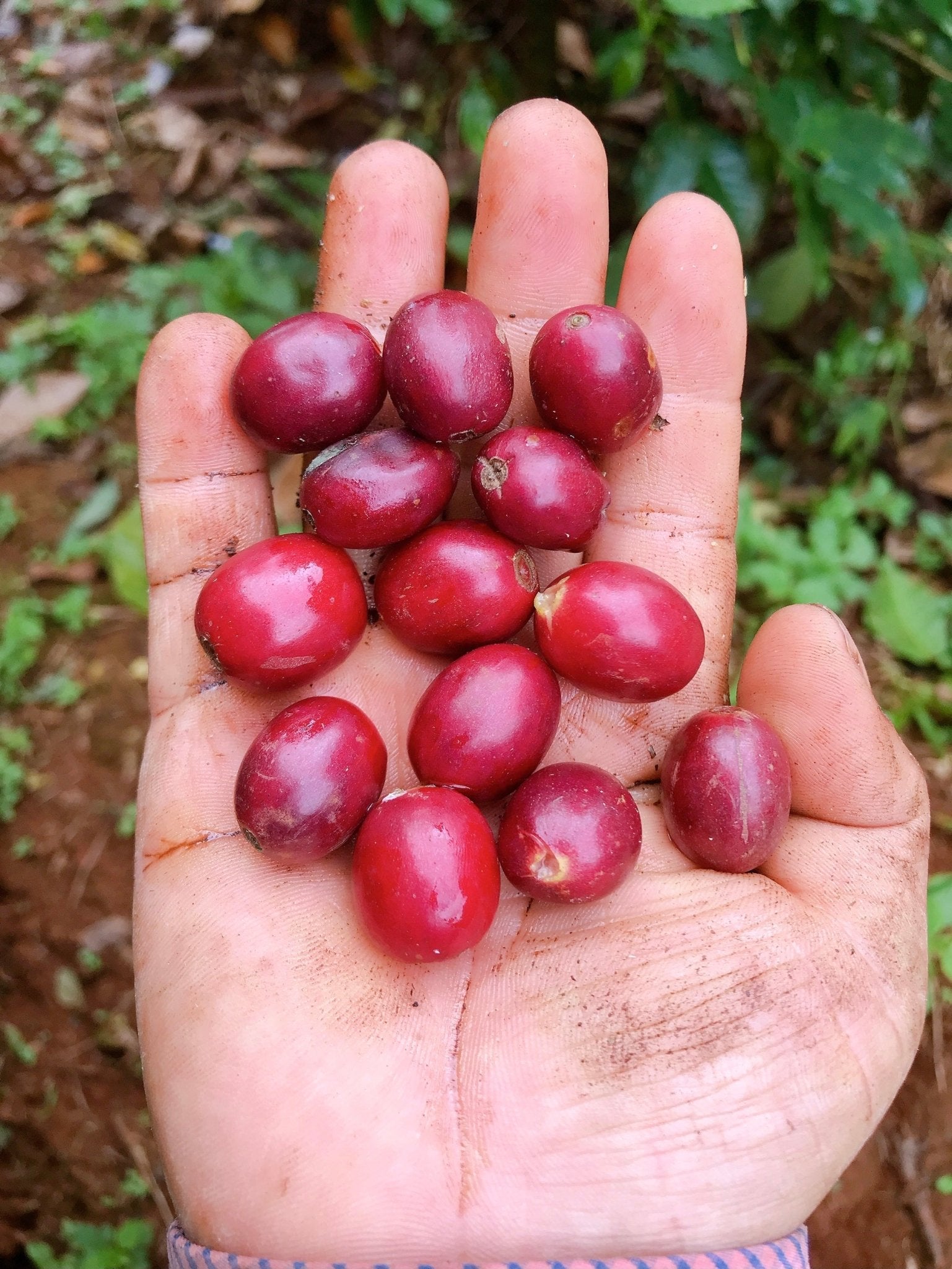 Arabica Dakbukso sơ chế khô - Dakbukso Coffee Roasters