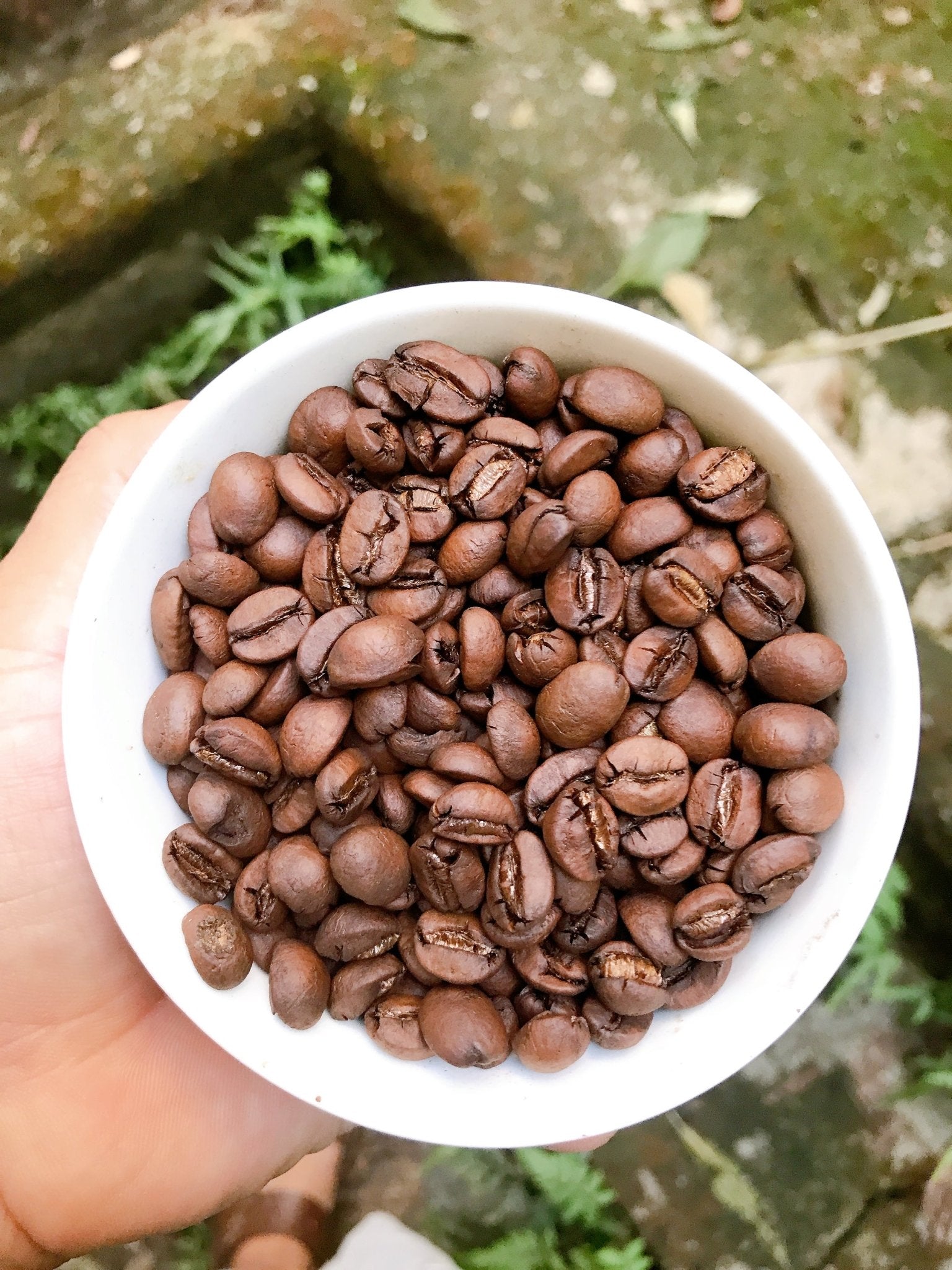 Arabica Dakbukso sơ chế khô - Dakbukso Coffee Roasters