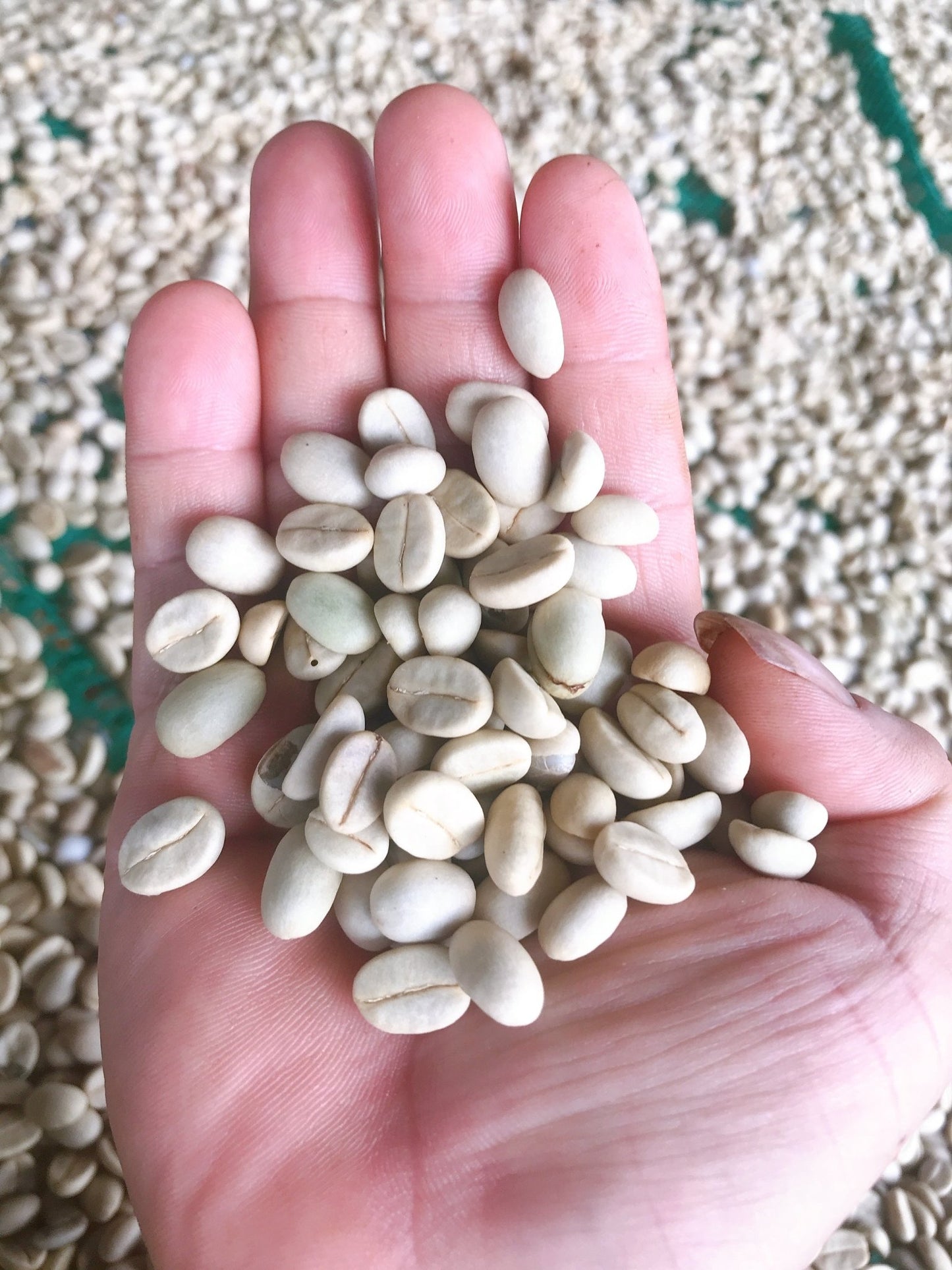 Arabica Dakbukso sơ chế ướt - Dakbukso Coffee Roasters