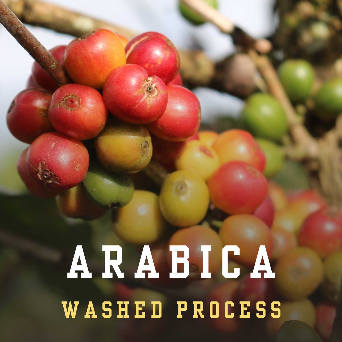 Arabica Dakbukso sơ chế ướt - Dakbukso Coffee Roasters