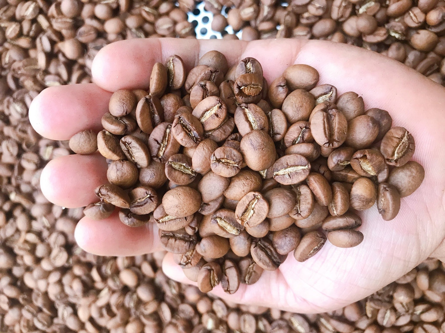 Arabica Dakbukso sơ chế ướt - Dakbukso Coffee Roasters