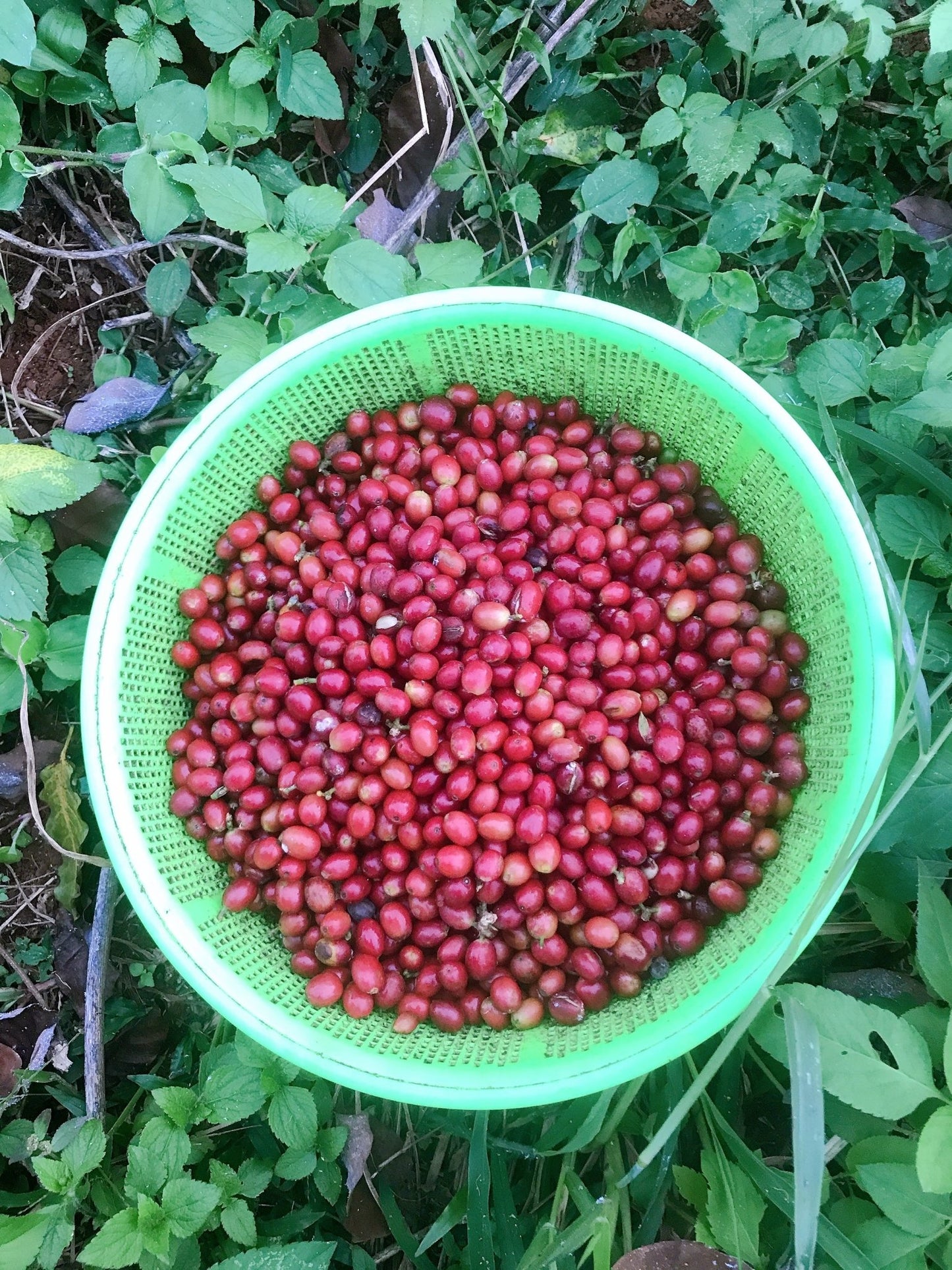 Arabica Dakbukso sơ chế ướt - Dakbukso Coffee Roasters